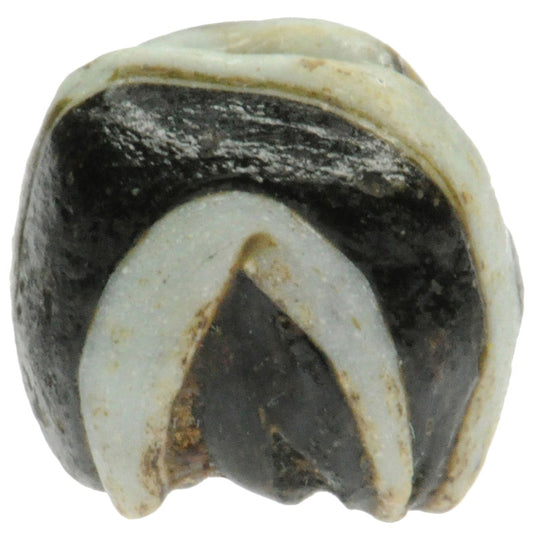 Antique Black & White Folded Glass Bead - Fustat, 1200 Ad - alternate view